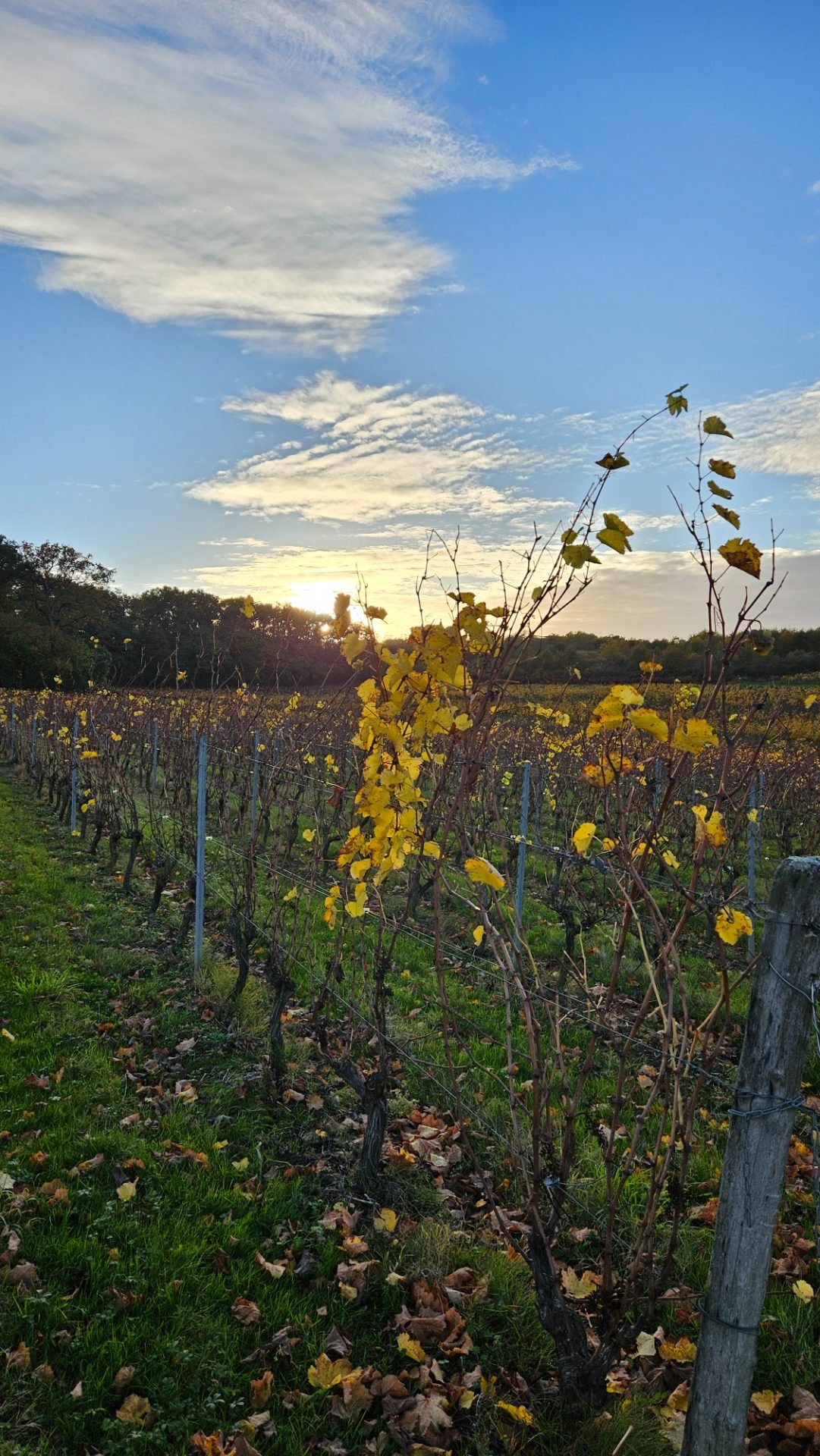 Rangées de vignes en automne, lumière de fin de journée