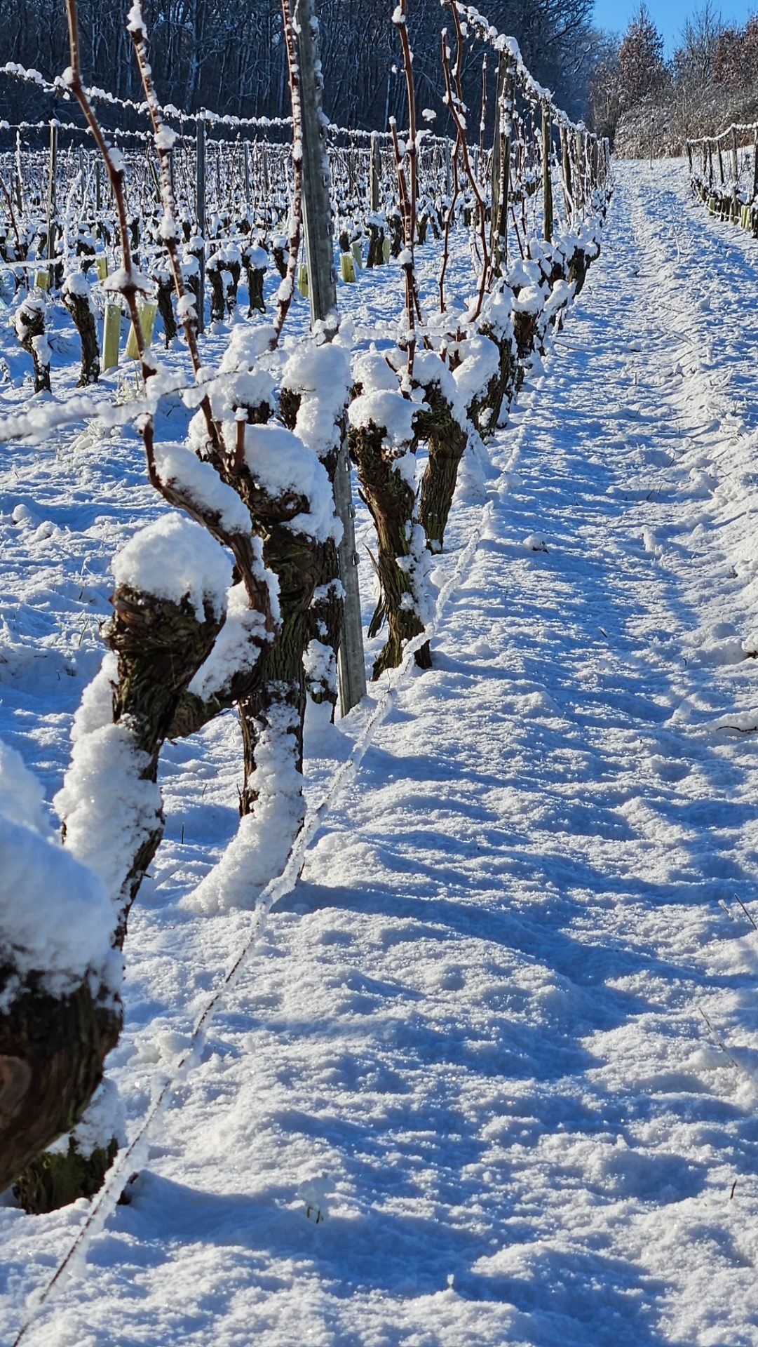 Vigne sous la neige